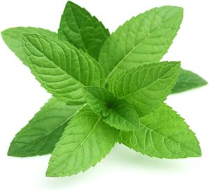 Mint